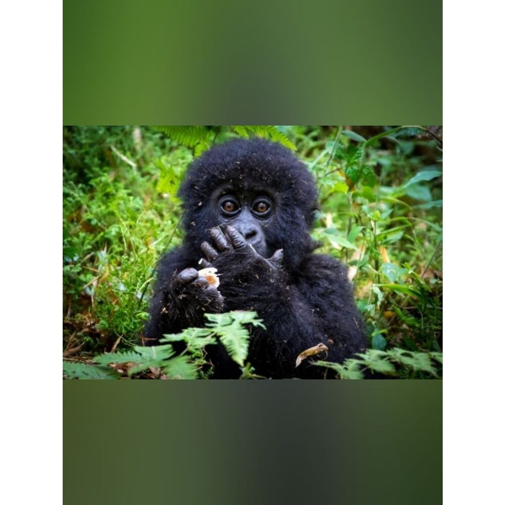 Custom Fridge Magnet Baby Gorilla Home Kitchen Decor
